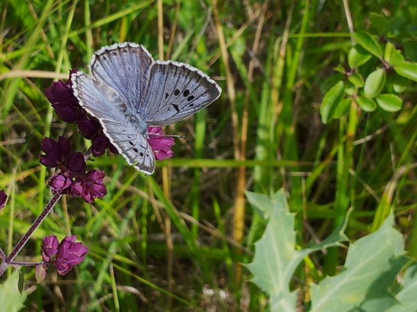 Photo de l'Azuré du Serpolet