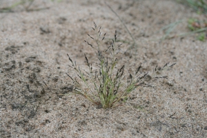Eragrostis en peigne