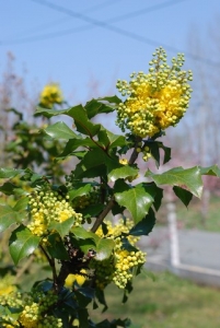Mahonia faux-houx