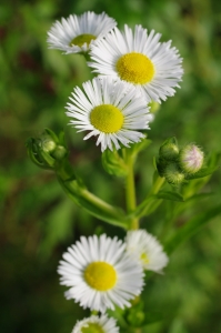 Vergerette annuelle