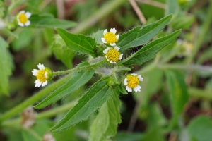 Galinsoga cilié 