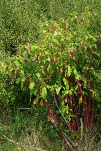 Raisin d'Amérique