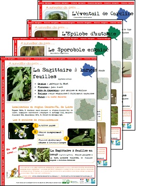 Affiche sur les plantes invasives - kit de communication
